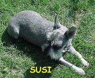susi.jpg (19936 Byte)